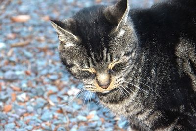 Close-up portrait of cat