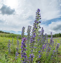 Purple flowering plants on field against sky