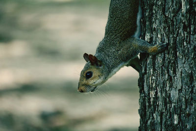 Close-up of squirrel