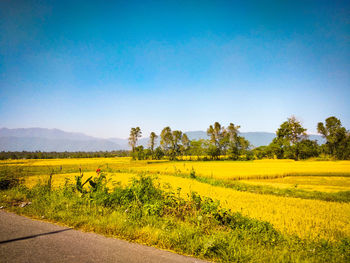 Scenic view of field against clear sky