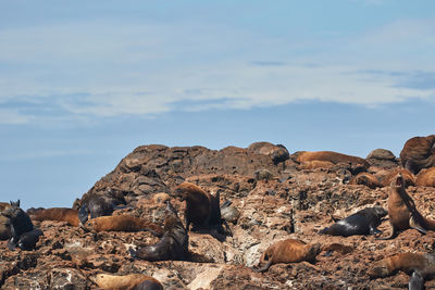 Cape fur seals at bird island in the algoa bay
