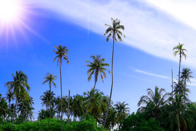 Low angle view of coconut palm trees against blue sky on sunny day