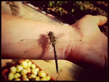 Close-up of insect on hand