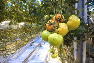 Tomatoes growing on tree in greenhouse