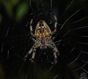 spider