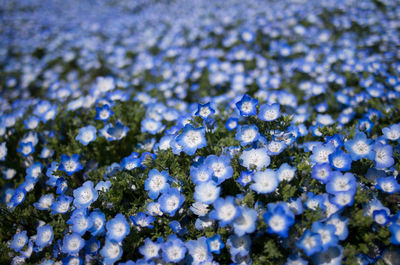 Close-up of purple flowers on moss