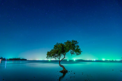 Tree at beach against sky at night