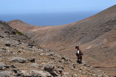 Rear view of woman walking on desert against sky