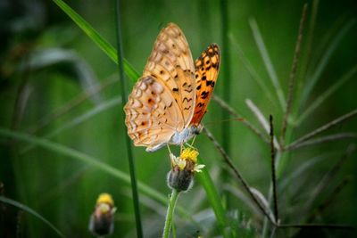 Close-up of butterfly pollinating on flower