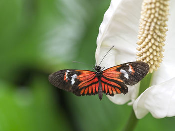 Close-up of butterfly on flower
