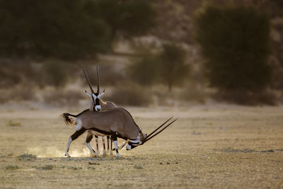 Deer standing on field