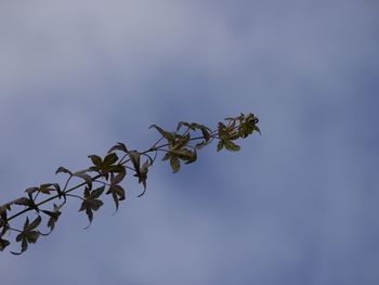 Low angle view of insect on plant against sky