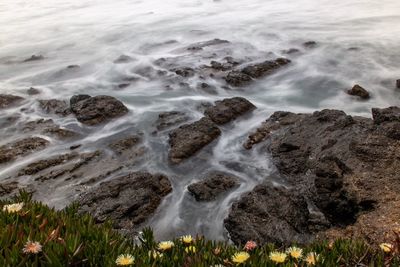 Ice plants with ocean