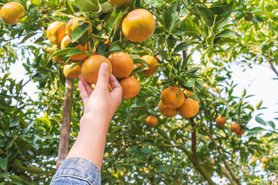 Low angle view of orange fruits on tree