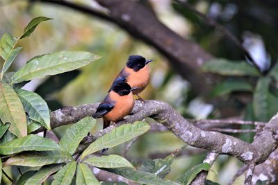 Close-up of bird perching on branch