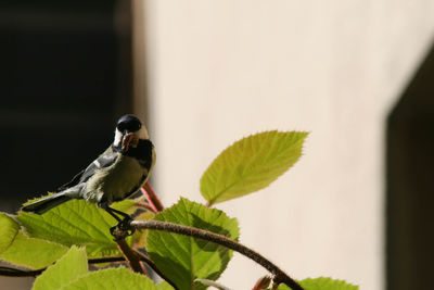 Close-up of bird perching on leaf