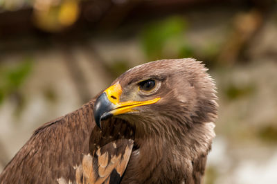 Close-up of eagle