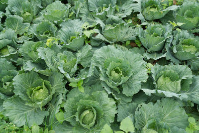 Full frame shot of fresh green leaves on field