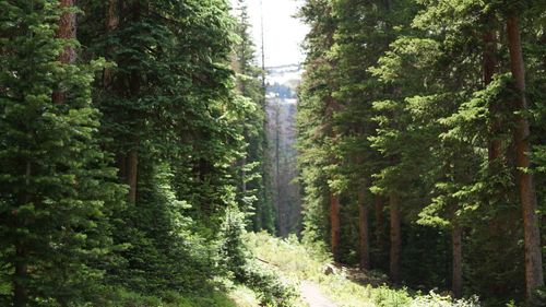 Trees in forest