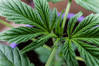 Close-up of potted plant