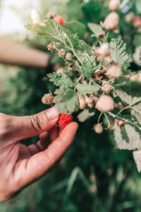Cropped image of hand holding strawberry plant