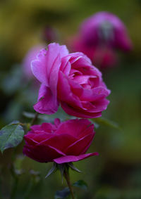 Close-up of pink rose