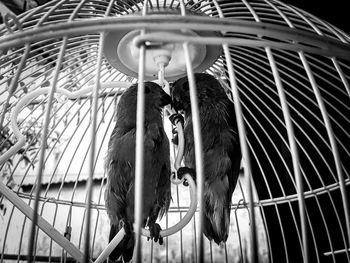 Two bird in cage