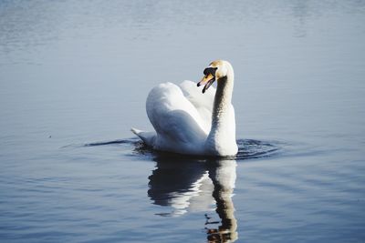 Swan swimming in lake