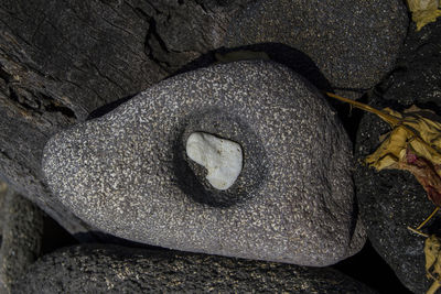 Close-up of lizard