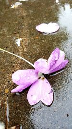 High angle view of wet pink flower