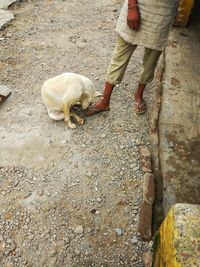 Low section of man standing with dog