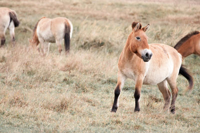 View of przewalski horse in pasture