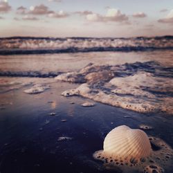 Seashell at beach against sky