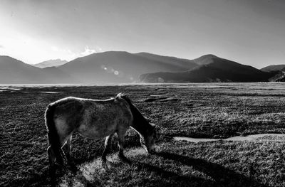 Horse grazing on field by mountains against sky