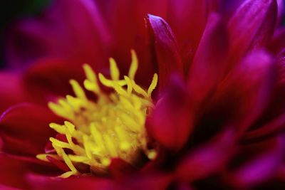 Close-up of purple flower blooming outdoors
