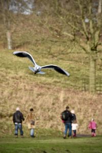 Rear view of birds flying over field