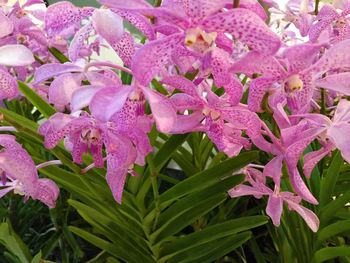 Close-up of pink flowers