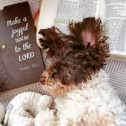 High angle view of dog on book