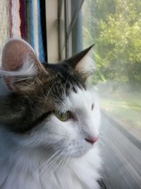 Close-up of a cat looking away