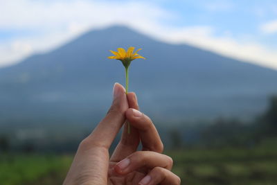 Close-up of hand holding plant