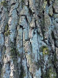 Full frame shot of tree trunk