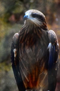 Close-up of eagle