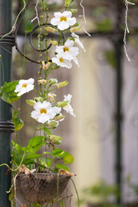 Close-up of flowers