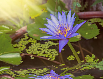 Close-up of purple lotus water lily