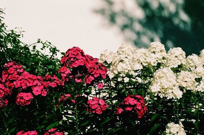 Close-up of pink bougainvillea flowers