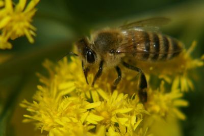 Honey bee on yellow flower