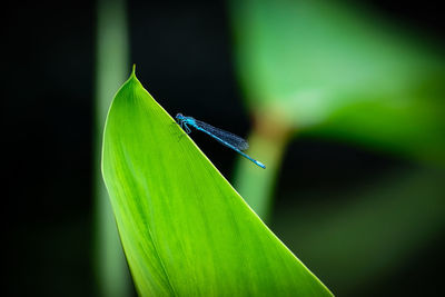 Close-up of insect on leaf