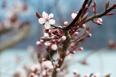 Close-up of cherry blossoms in spring