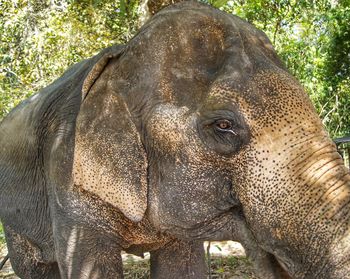 Close-up of elephant in forest