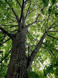 Low angle view of tree